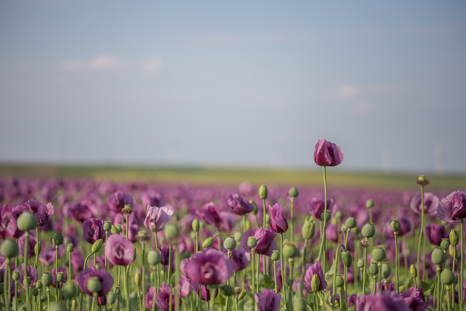 field of purple 