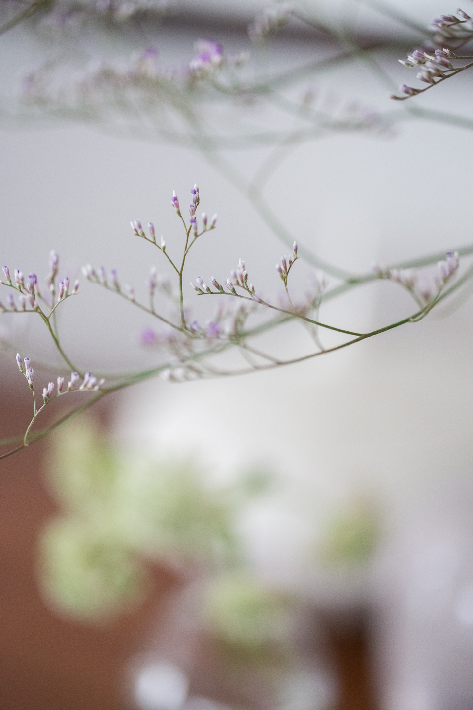 flowers against the cold