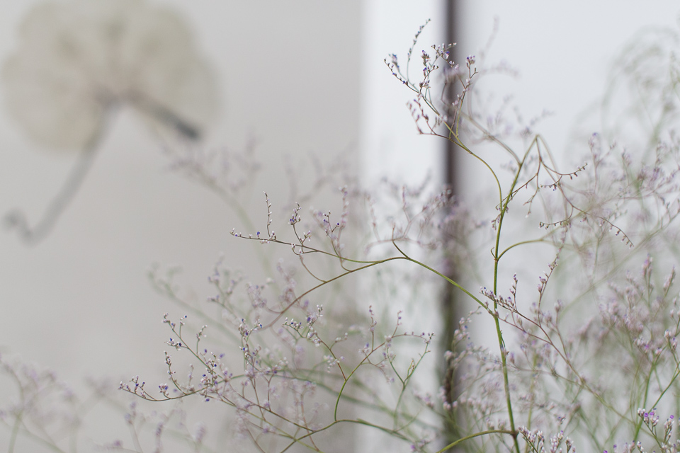 flowers against the cold