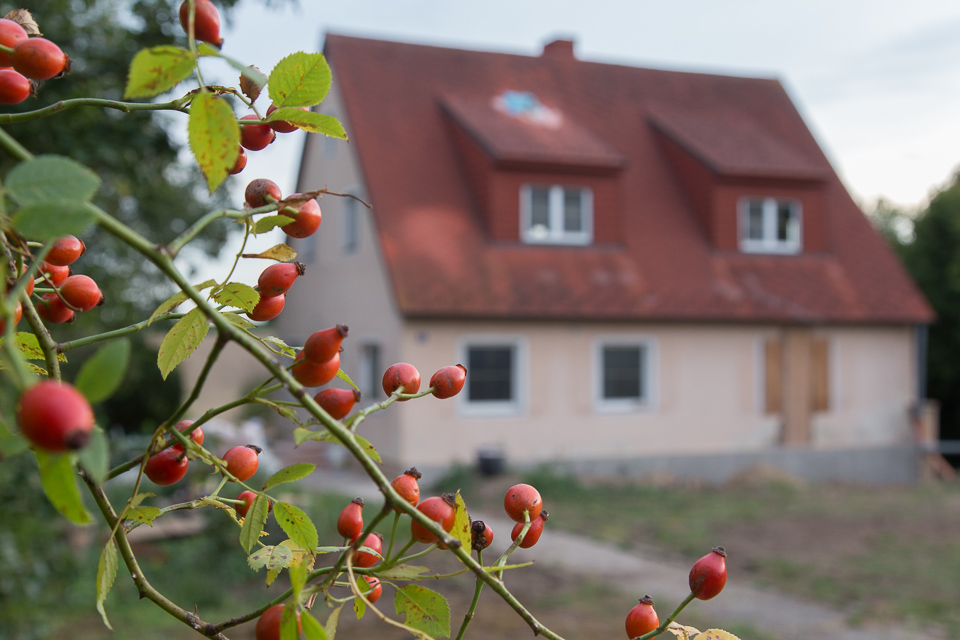 roof tiles and garden joy