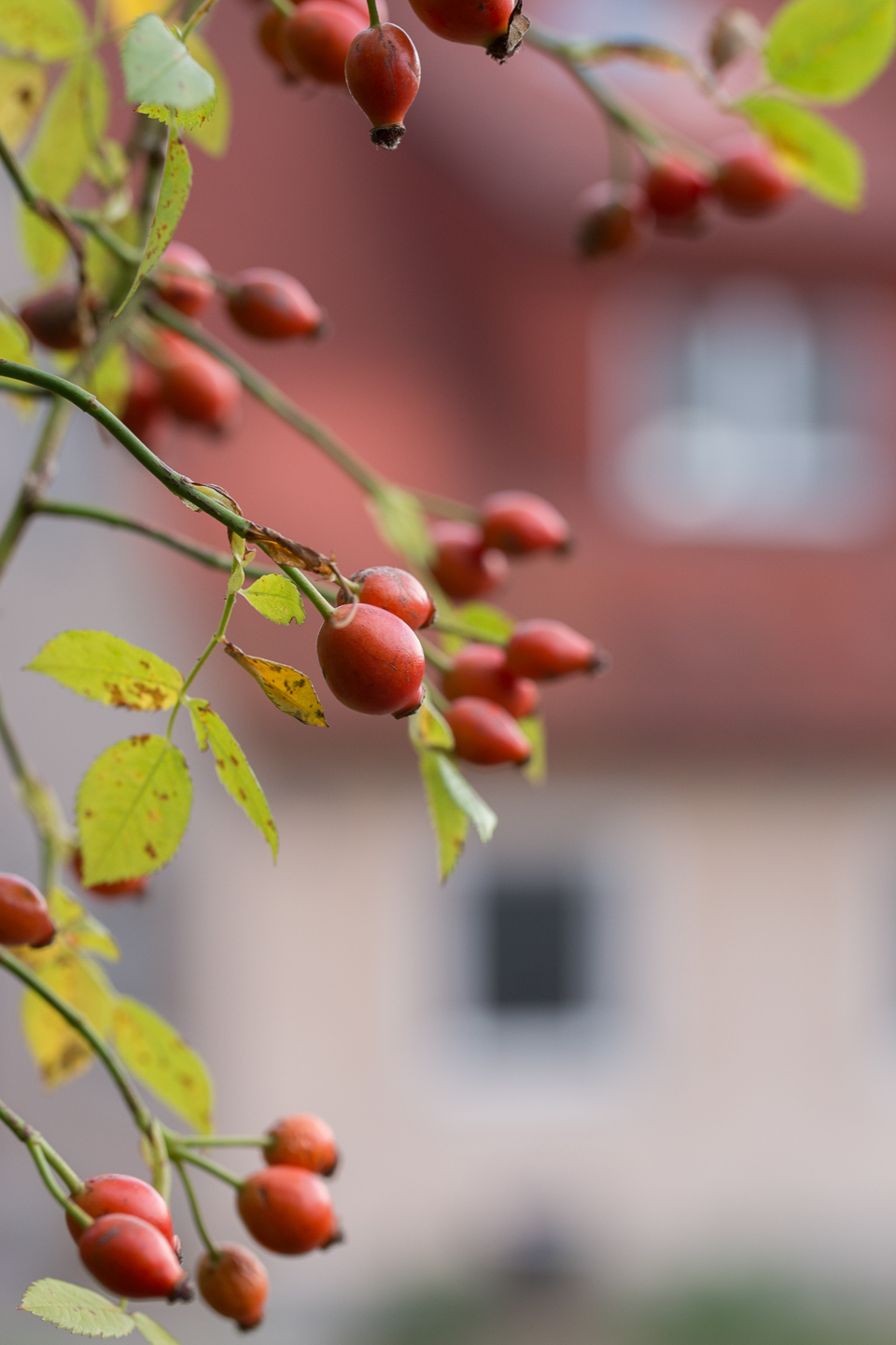 roof tiles and garden joy