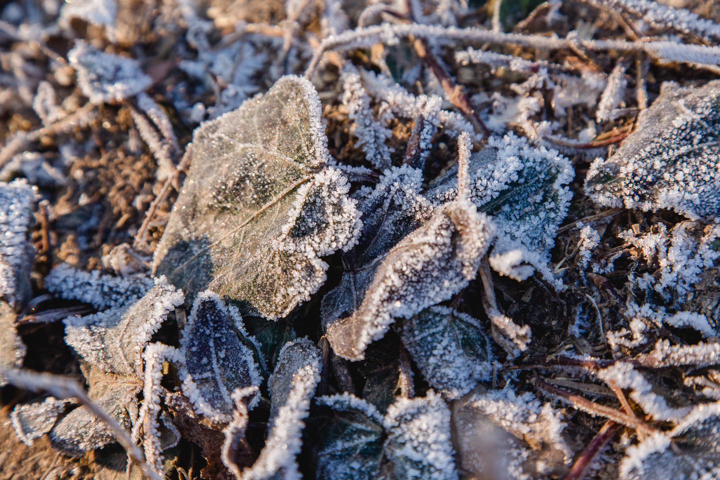 neues-dach-winterlicher-glanz-7