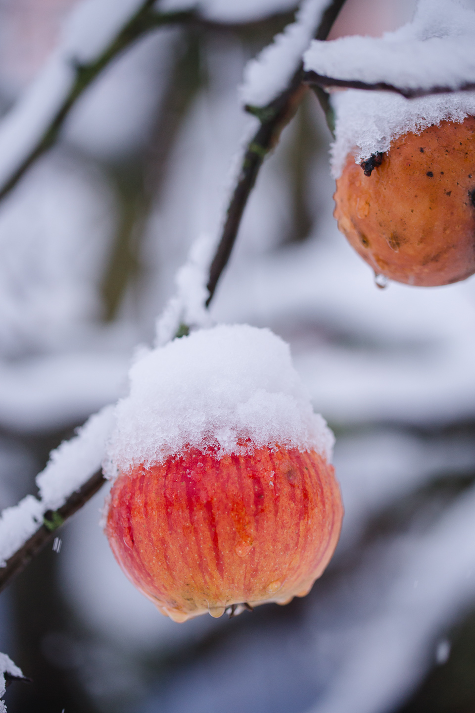 Der erste Schnee